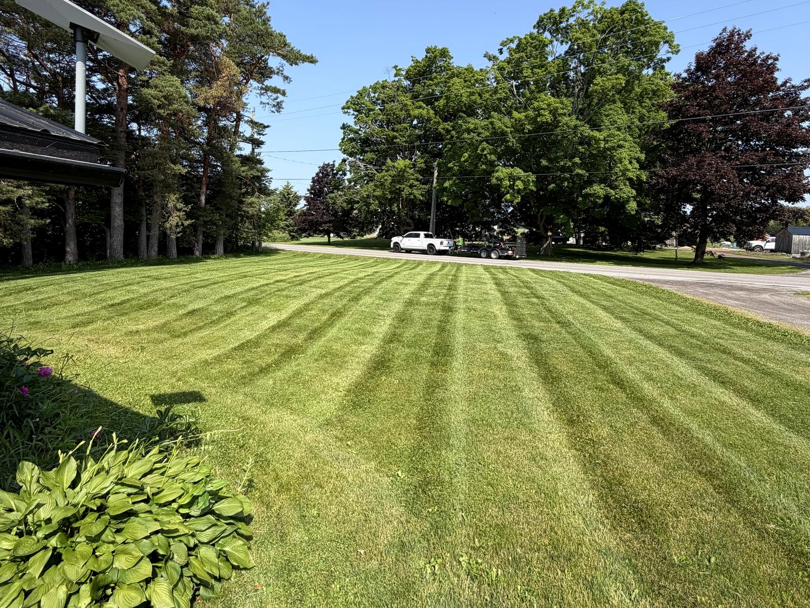Thick, freshly striped lawn beside a garden bed of hostas
