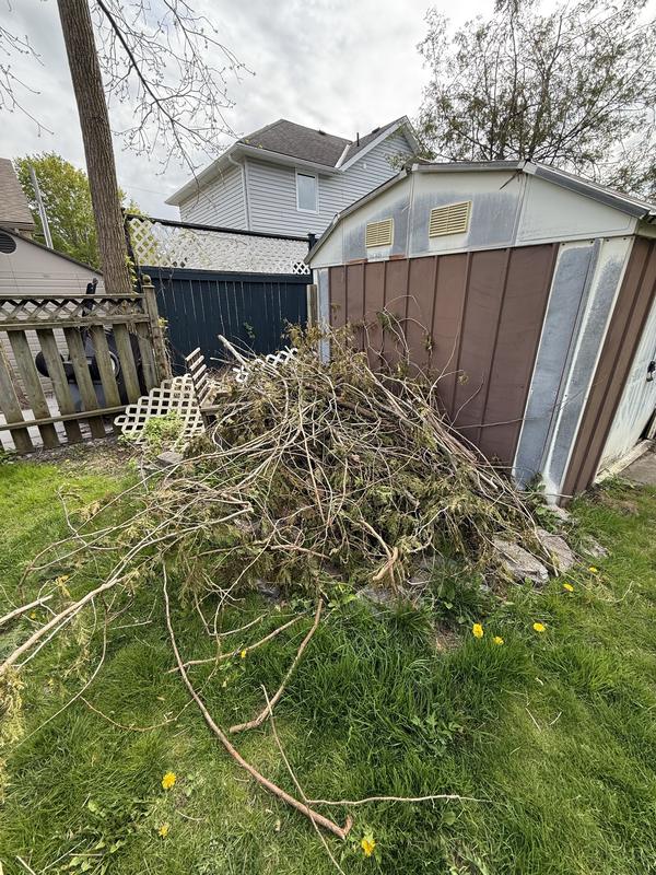 Before: Large brush pile against a backyard shed