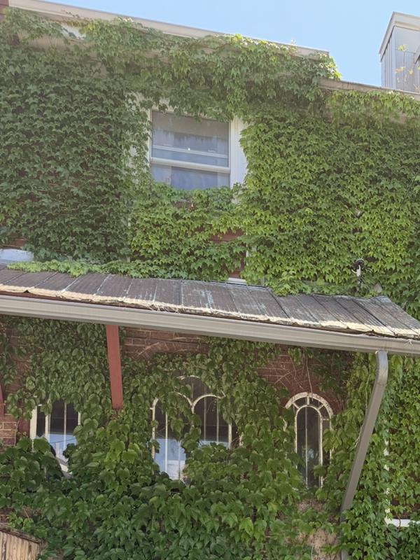 Before: Brick wall of a commercial building covered in vines