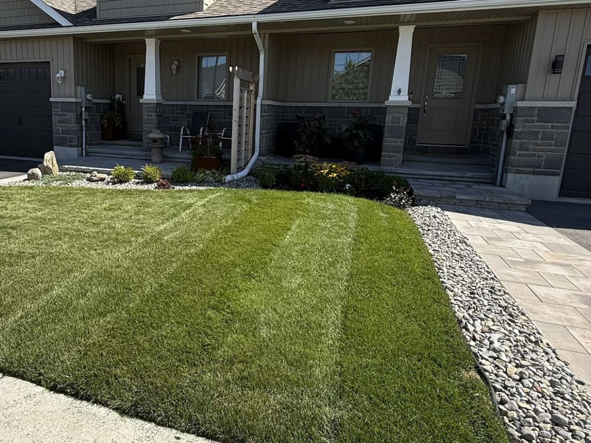 Two front lawns side by side at joined townhouses: the neighbour's lighter, thinner lawn on the left and our client's thick, deep-green lawn on the right
